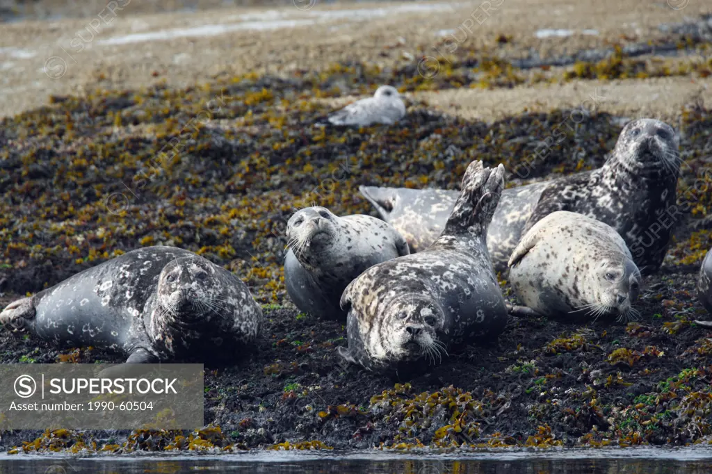 The harbor or harbour seal Phoca vitulina, also known as the common seal