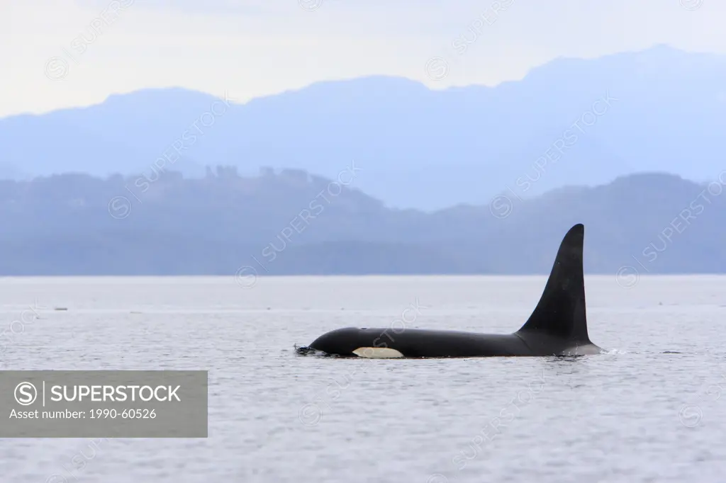 killer whale Orcinus orca, commonly referred to as the orca whale or orca in Johnstone Strait, BC, Canada