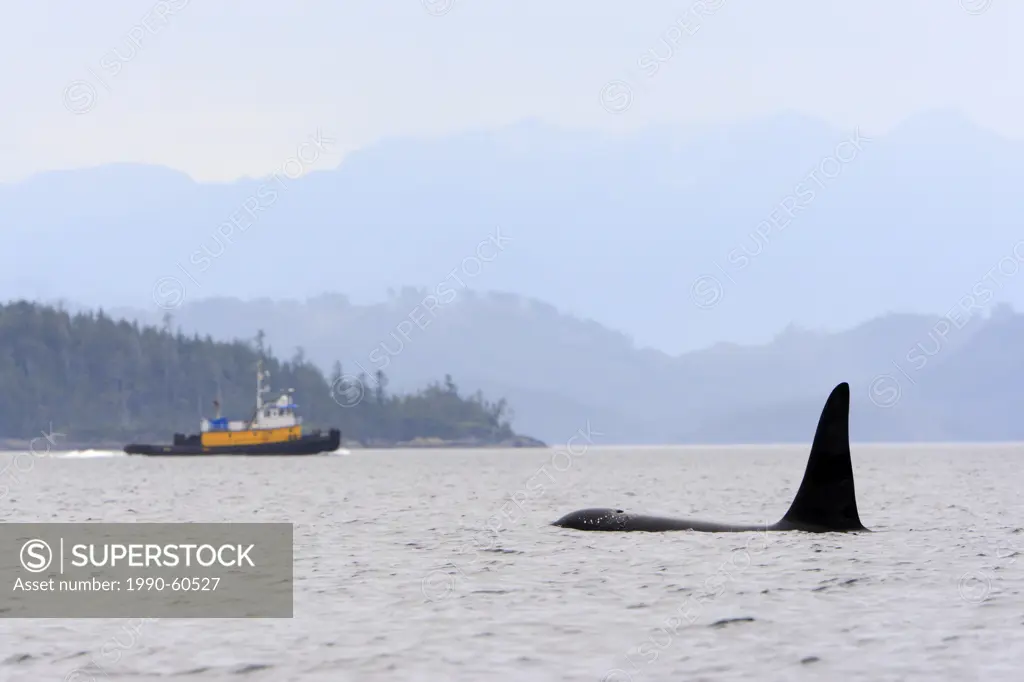 Killer whale Orcinus orca, commonly referred to as the orca whale or orca and tugboatin Johnstone Strait, BC, Canada