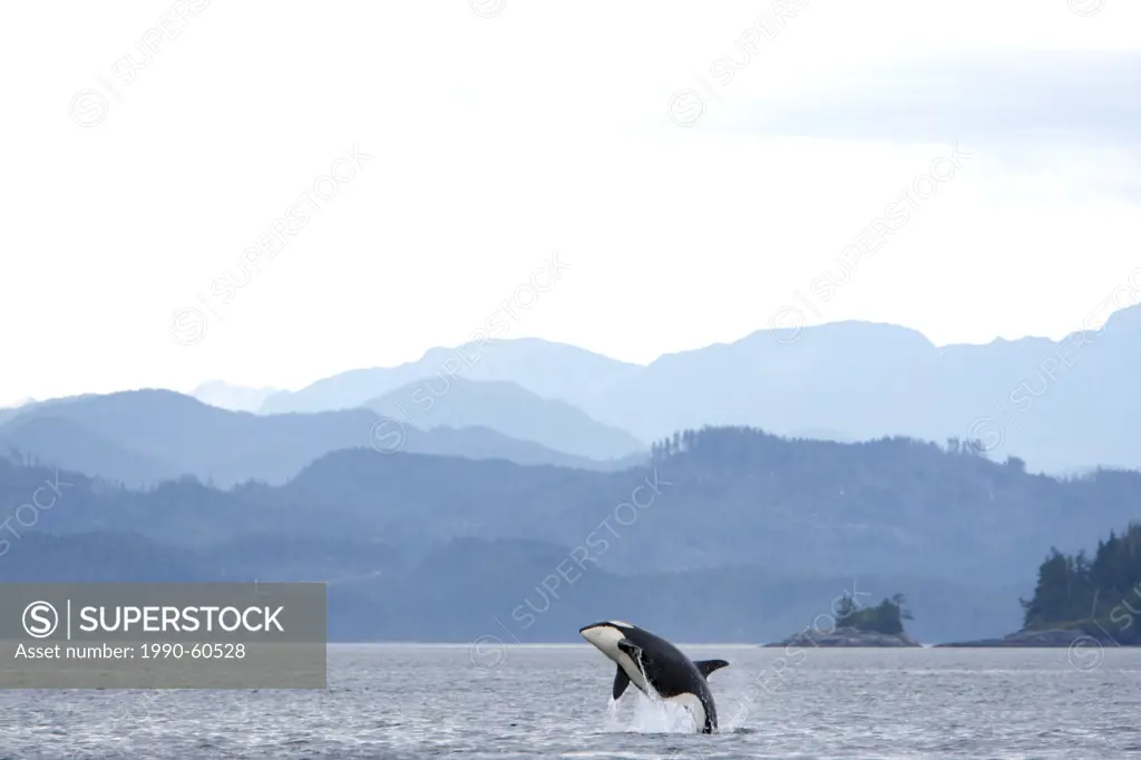 killer whale Orcinus orca, commonly referred to as the orca whale or orca breaching against the Coast Mountains, BC, Canada
