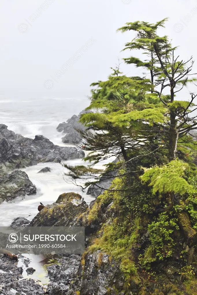 Windblown trees on the Pacific Coast, Wild Pacific Trail, Vancouver Island, British Columbia, Canada