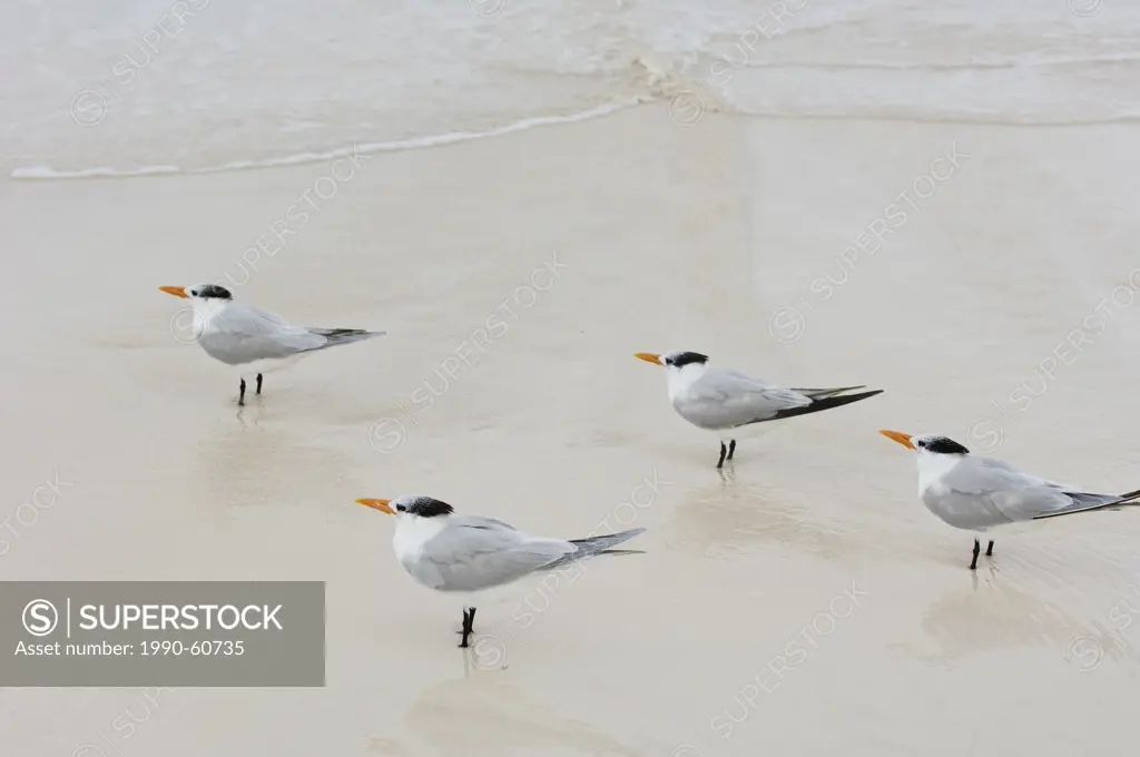 Royal Terns, Thalasseus maximus, Tulum Beach, Quintana Roo, Mexico