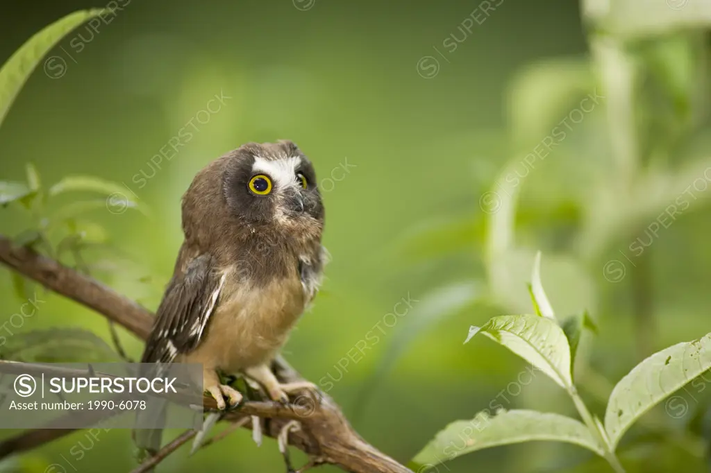 Northern Saw-whet Owl, perched on branch, Okanagan, British Columbia, Canada