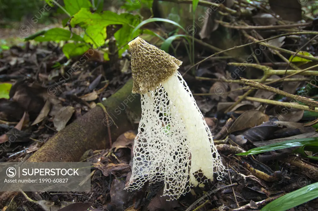 Bridal veil mushroom Phallus indusiatus also known as crinoline stinkhorn, tropical rainforest, Belize, Central America