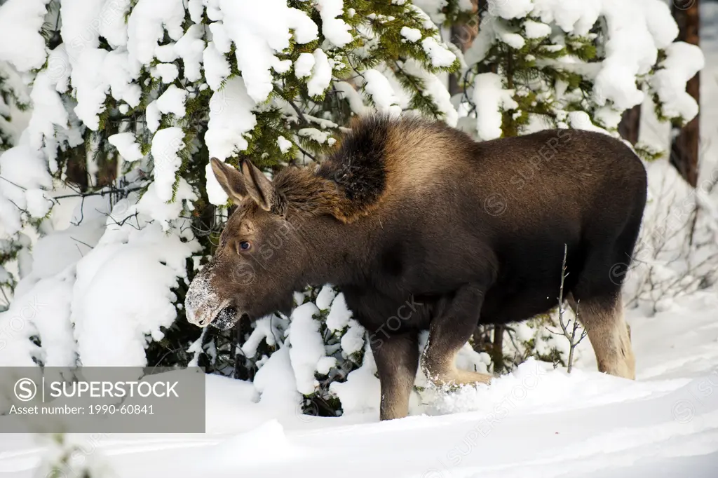 Moose calf Alves alces 7_months old, Canadian Rocky Mountains, Jasper National Park, western Alberta, Canada