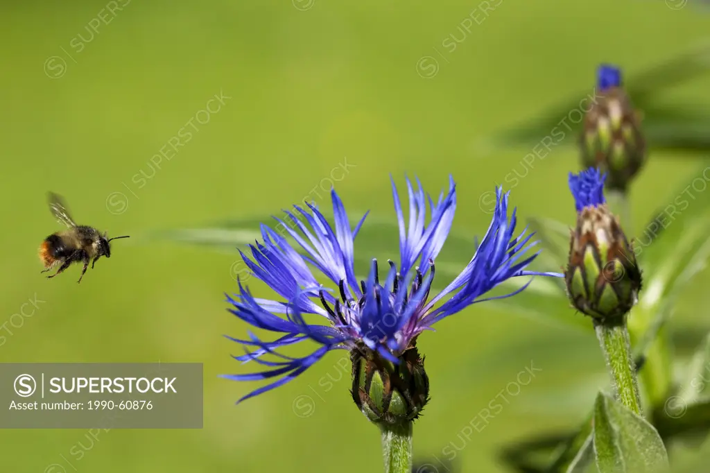 Bumblebee Bombus in Flight, Batchelor´s Button Centaurea montana Garden Flower, Summer, Roberts Creek, Sunshine Coast, B.C., Canada