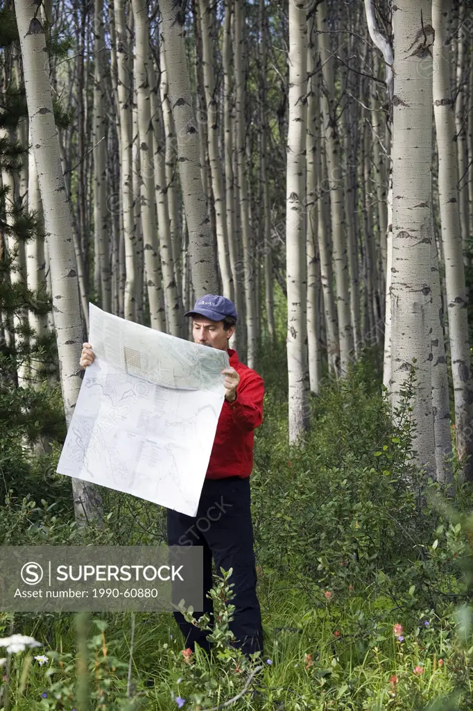 Middle aged male hiker looking at map in Aspen woods.