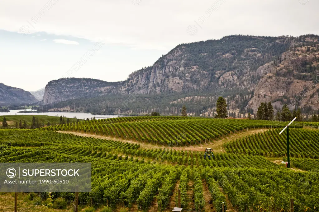 Vineyard at Blue Mountain Winery near Okanagan Falls, Okanagan Valley, BC, Canada.