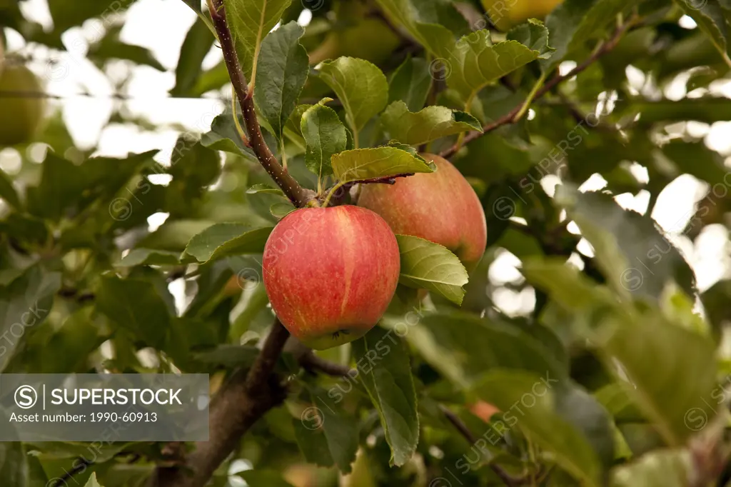 Gala apples ripen on tree, Okanagan Valley, BC, Canada.