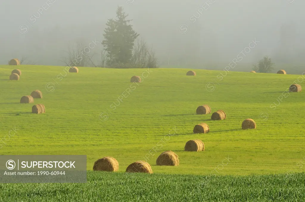 Round bales of hay waiting to be picked up in a farm field on a foggy morning in the Bulkley Valley near Smithers British Columbia, Canada