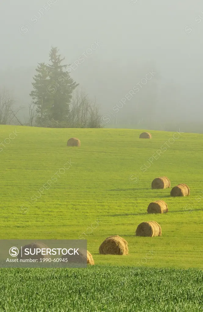 Round bales of hay lined up and waiting to be picked up in a farm field on a foggy morning in the Bulkley Valley near Smithers British Columbia, Canad...