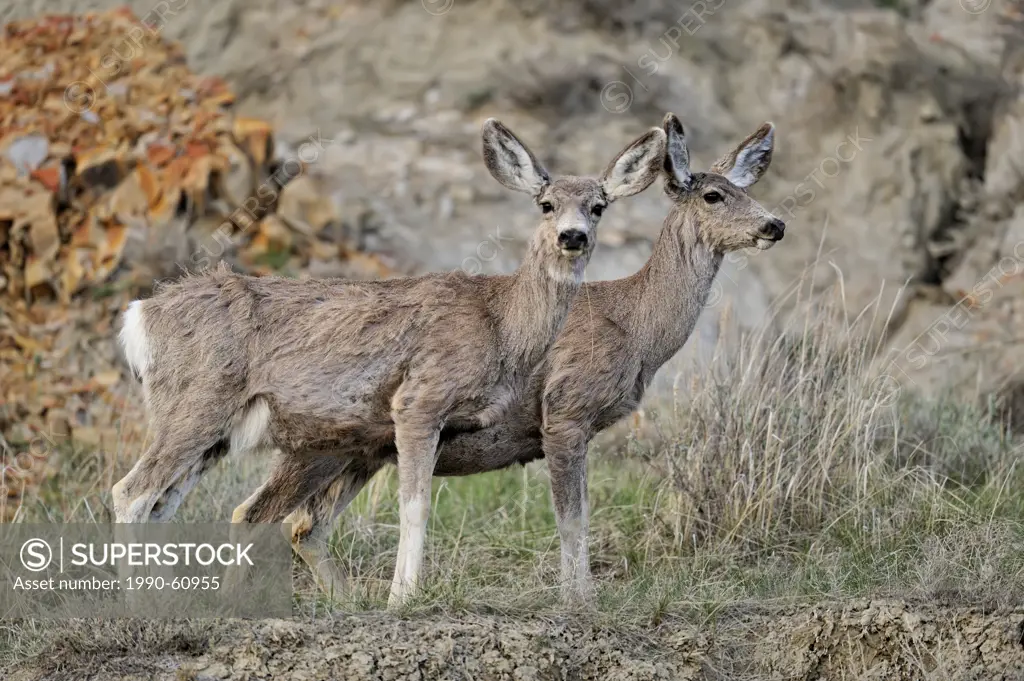Mule deer Odocoileus hemionus Foraging in sage in early spring, Theodore Roosevelt South Unit, North Dakota, USA