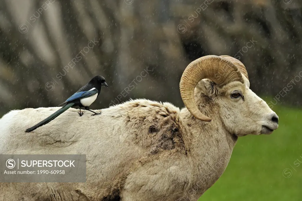 Bighorn sheep Ovis Canadensis