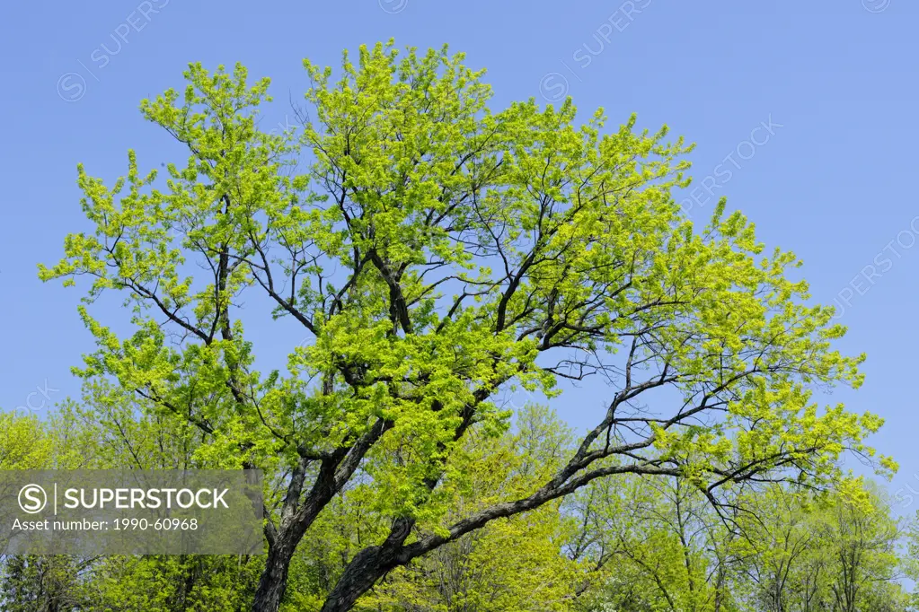 Maple tree in spring foliage