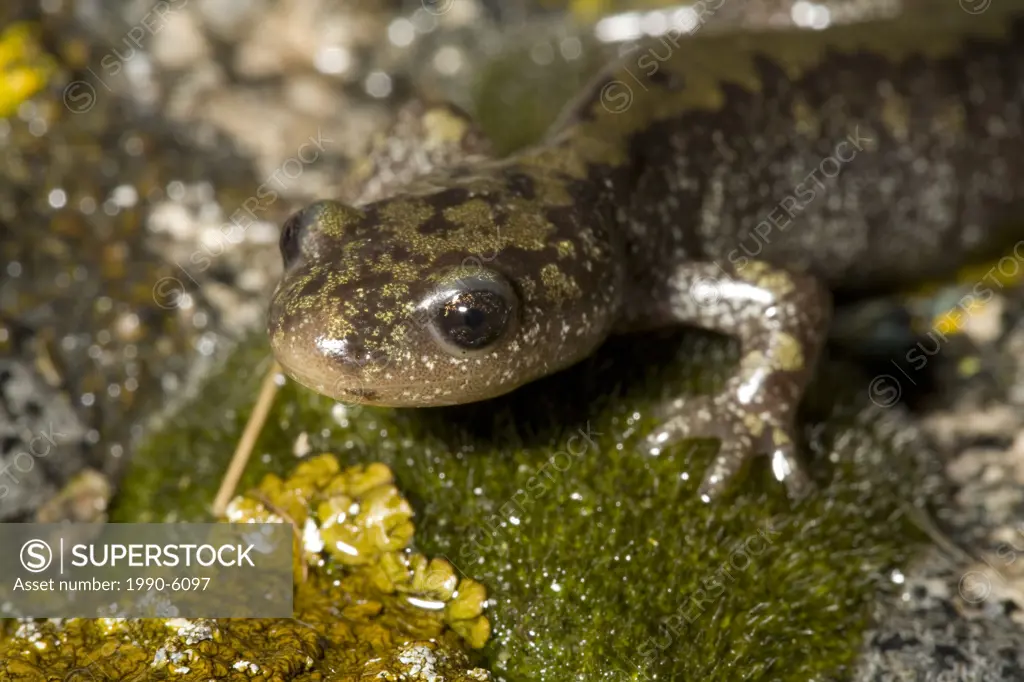 Long-toed salamander, Okanagan, British Columbia, Canada