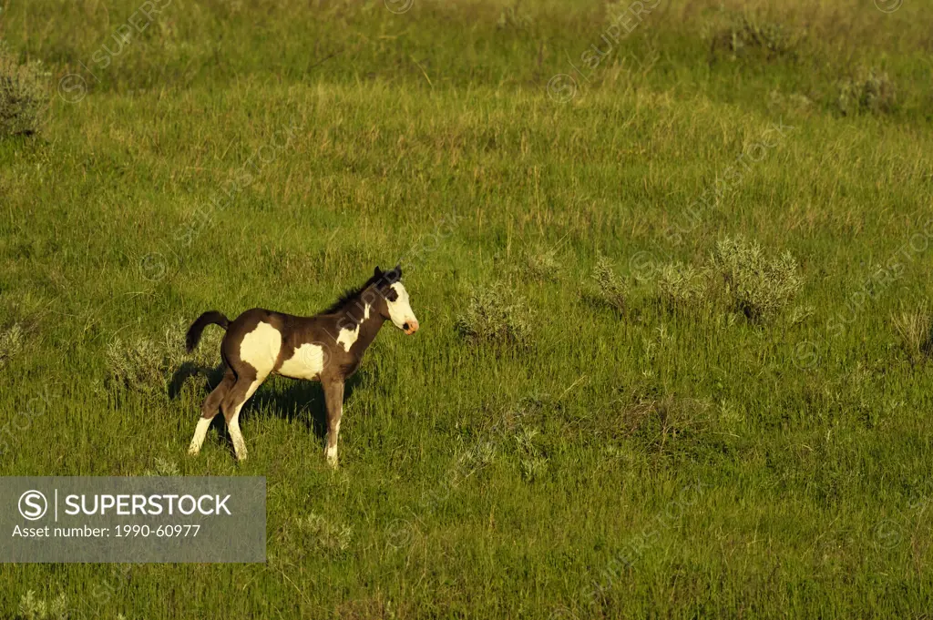 Wild feral horse Equus caballus Theodore Roosevelt South Unit, North Dakota, USA