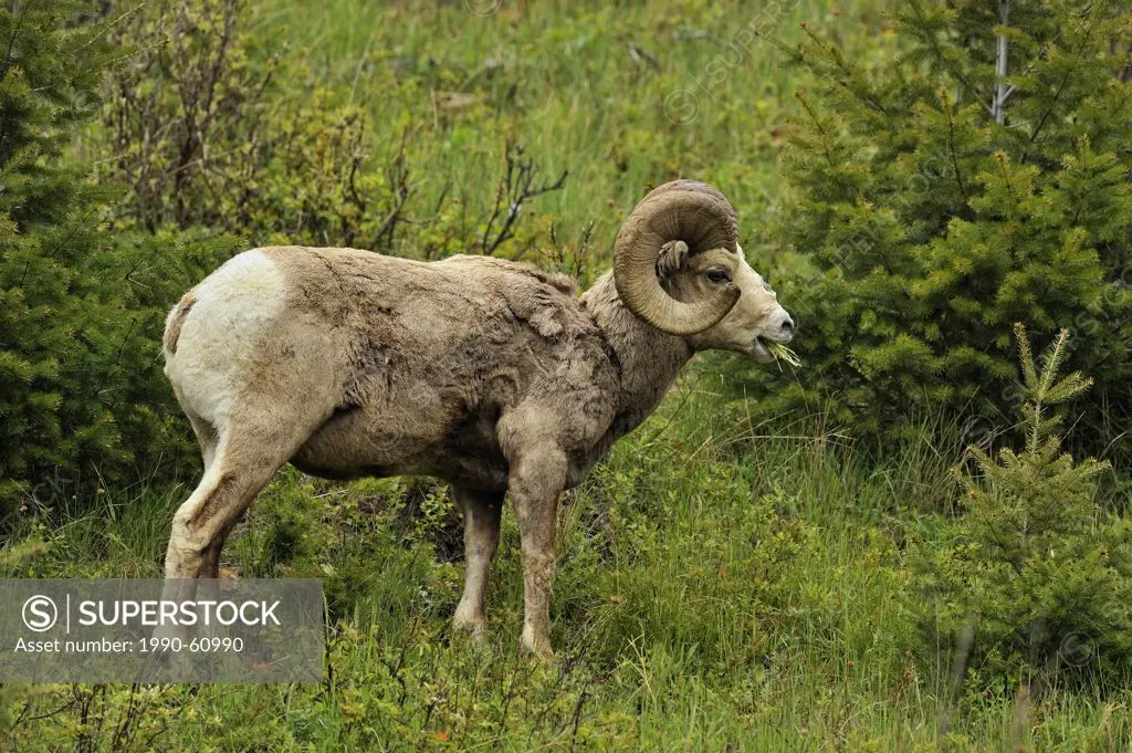 Bighorn sheep Ovis Canadensis Rams foraging on hillside