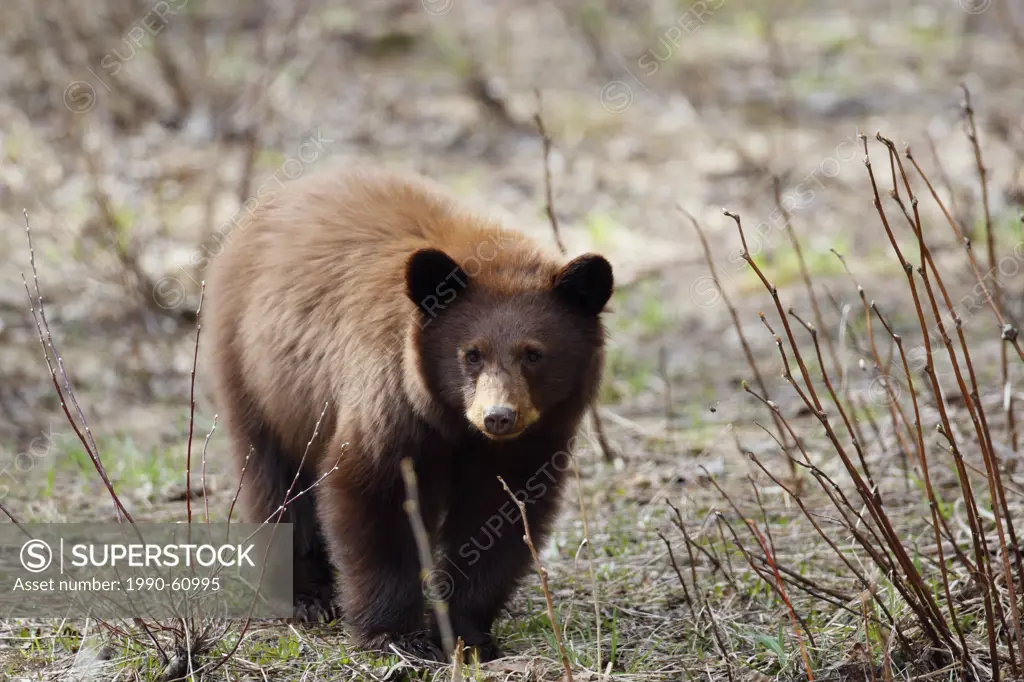 Cinnamon coloured black bear Ursus americanus yearling cub