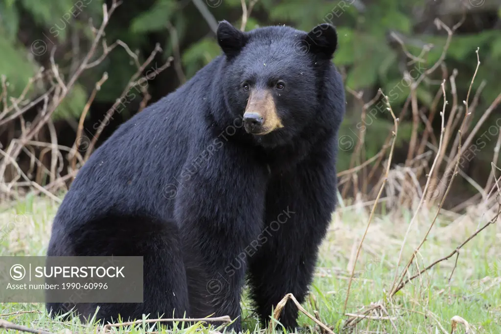Large adult male black bear Ursus americanus