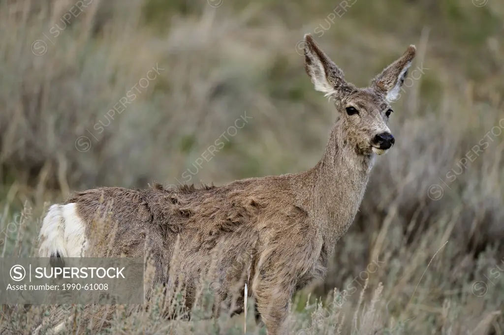 Mule deer Odocoileus hemionus Foraging in sage in early spring, Theodore Roosevelt South Unit, North Dakota, USA
