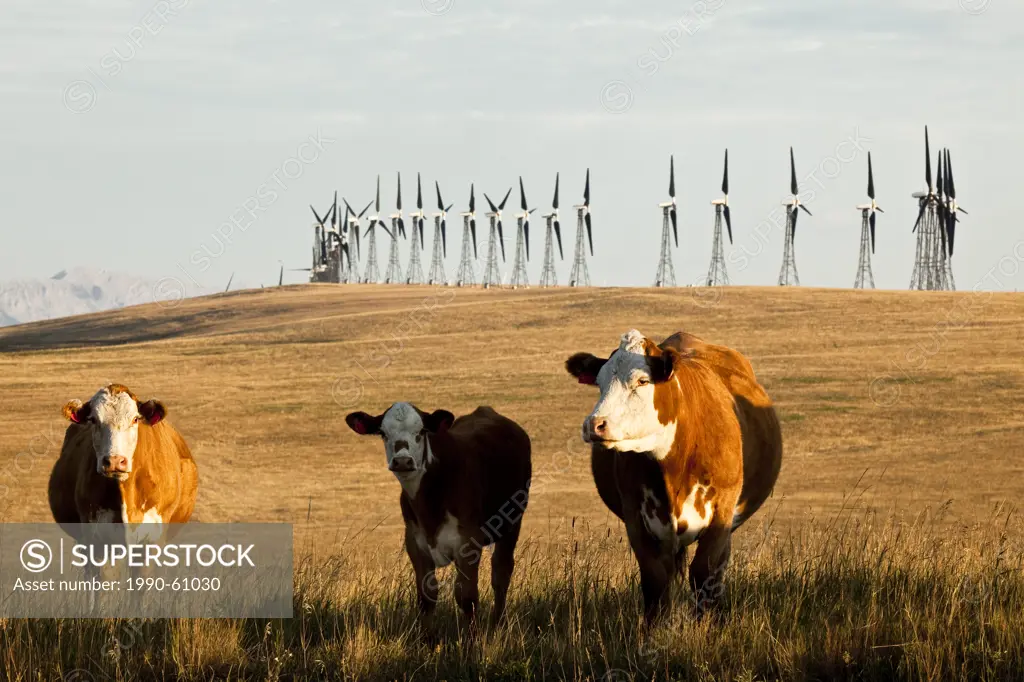 Power_generating windmills and cattle co_exist near Pincher Creek, Alberta, Canada.