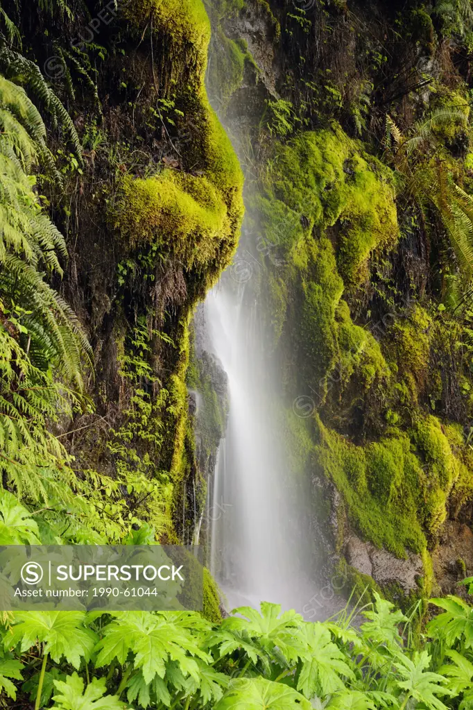 Spring cascade along the Hwy 101 near Lake Crescent, Olympic National Park, Elwha Unit, Washington, USA