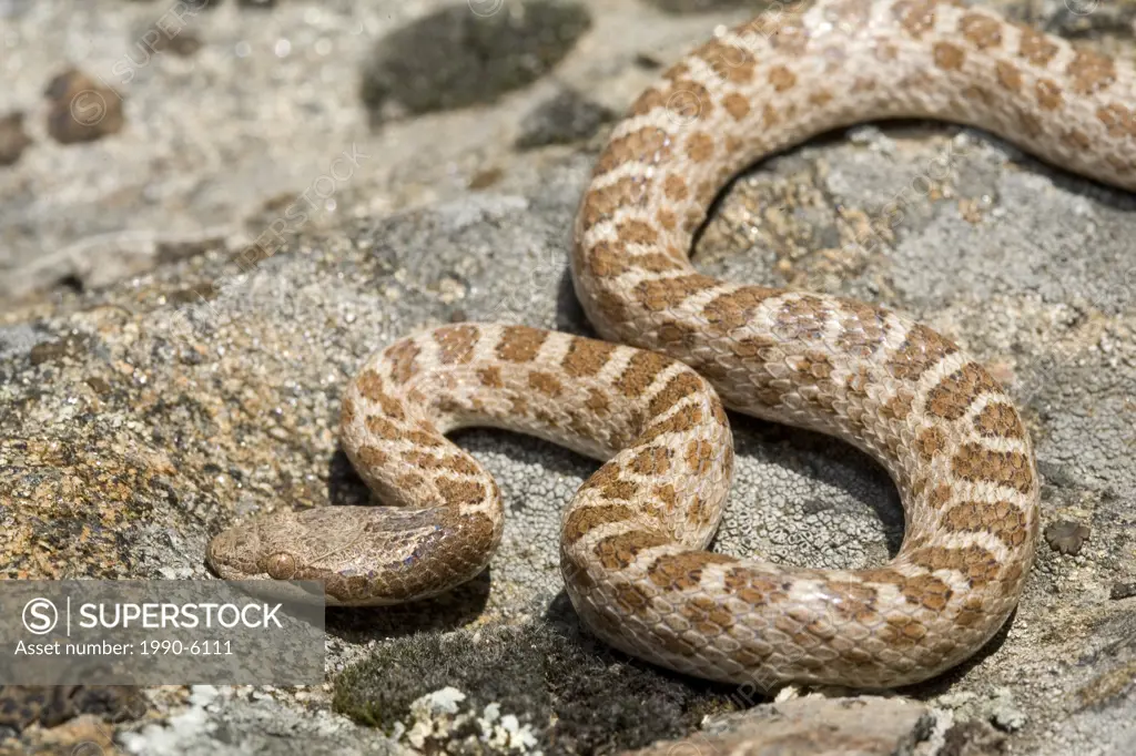 Night Snake, Osoyoos, British Columbia, Canada