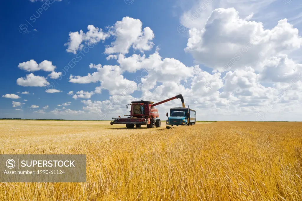 a combine augers barley into a farm truck next to a wheat field, during the harvest, near Dugald, Manitoba, Canada