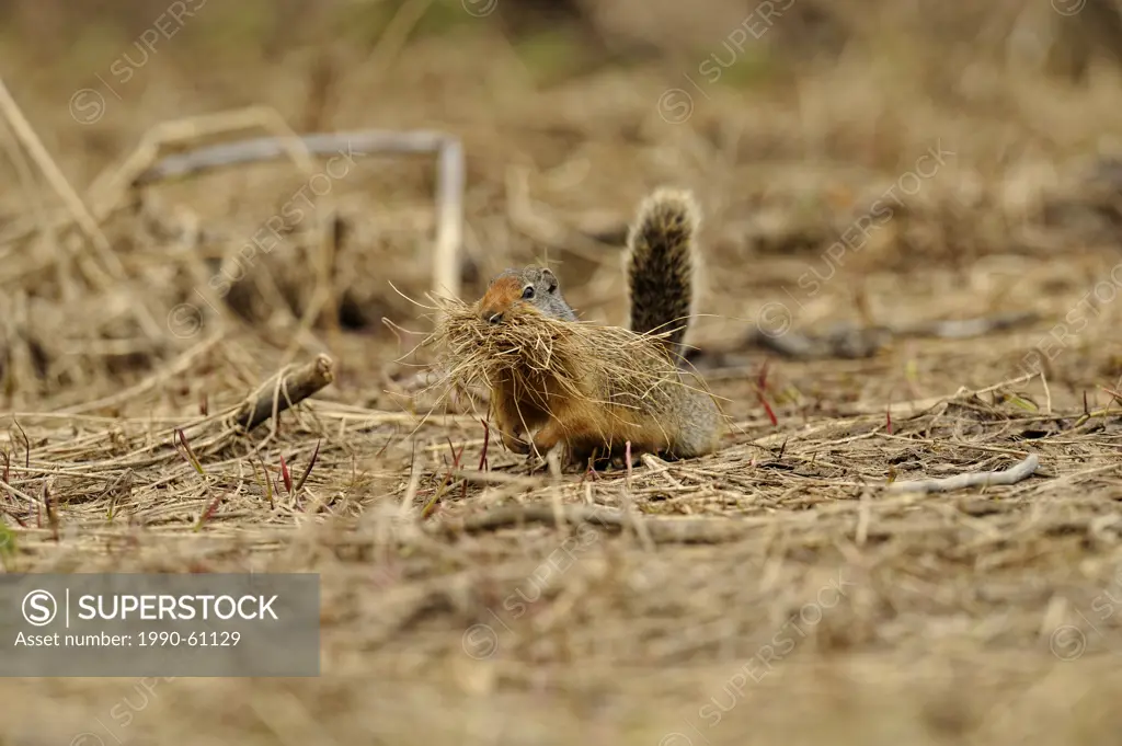 Columbian ground squirrel Spermophilus columbianus Gathering nest material for burrow