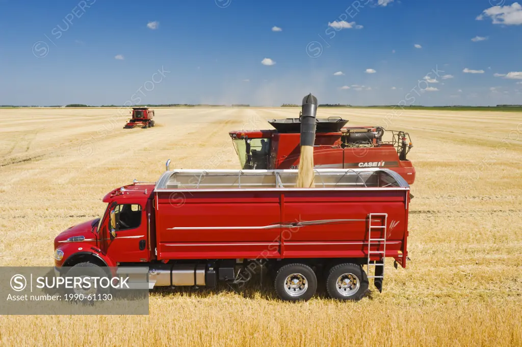 a combine augers barley into a farm truck during the harvest, near Dugald, Manitoba, Canada