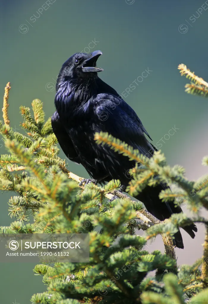 Common Raven Corvus corax Adult, Alberta, Canada.