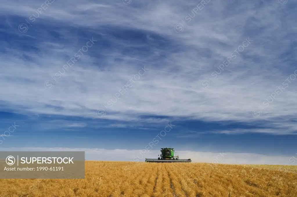 a combine harvests lentils near Congress, Saskatchewan, Canada
