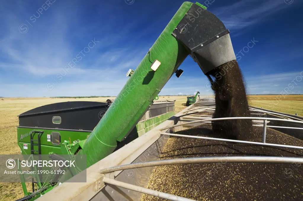 a grain wagon unloads canola into a farm truck, during the harvest near Kamsack, Saskatchewan, Canada