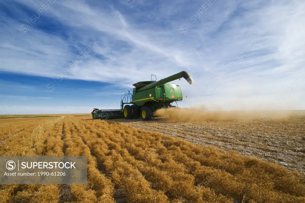 a combine harvests lentils near Congress, Saskatchewan, Canada