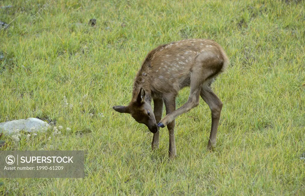 Young Elk Cervus elaphus, Alberta, Canada.