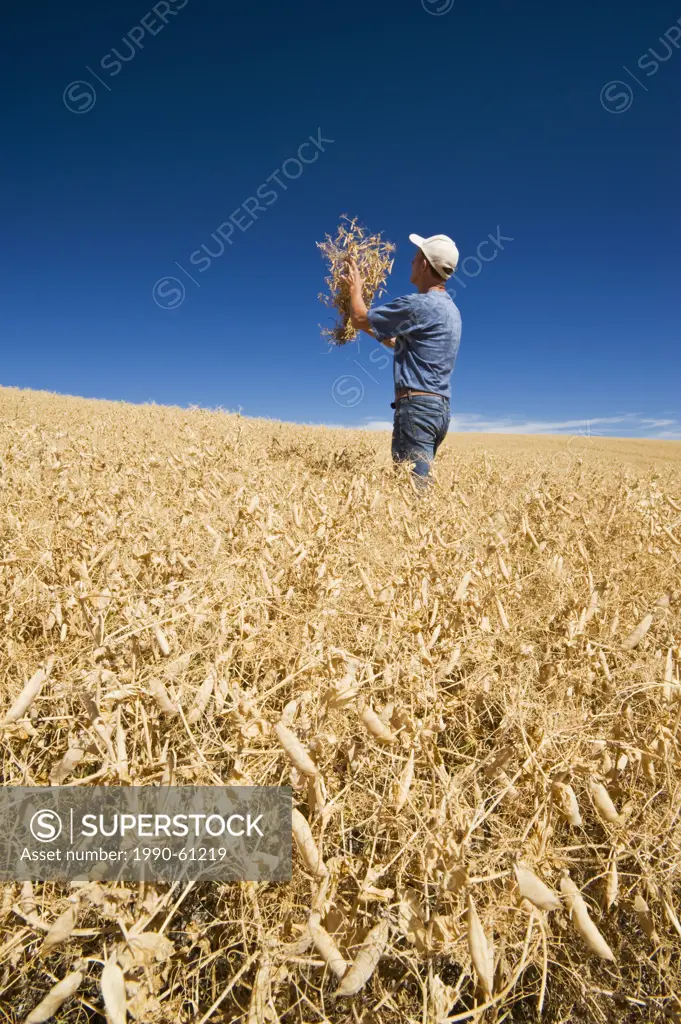 a man in a mature, harvest ready dry pea field near Swift Current, Saskatchewan, Canada