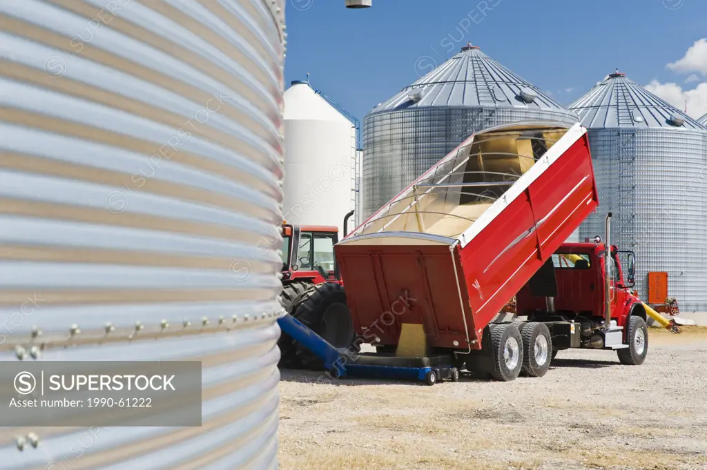 harvested barley is augered into a grain bin for on farm storage, near Dugald, Manitoba, Canada