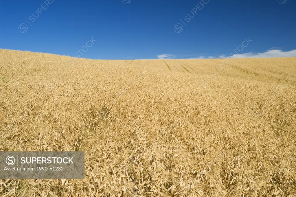 mature, harvest ready dry pea field near Swift Current, Saskatchewan, Canada