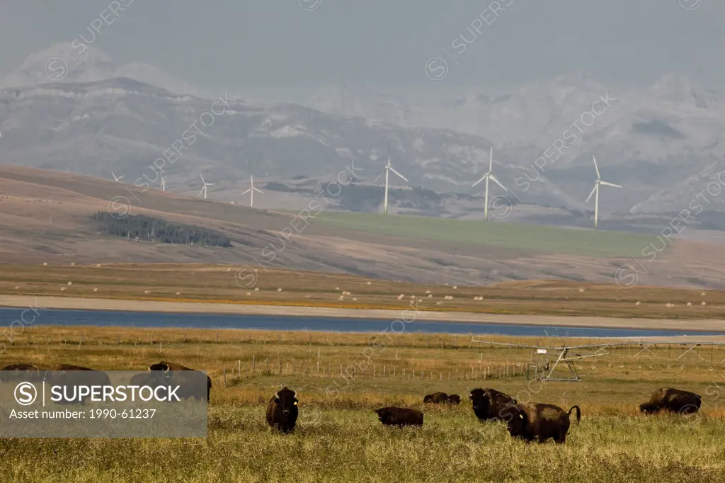 Bison Ranch and power_generating windmills and near Pincher Creek, Alberta, Canada.