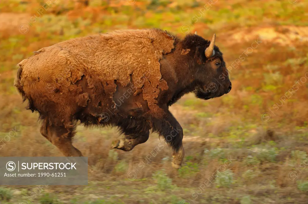 American Bison Bison bison , Theodore Roosevelt South Unit, North Dakota, USA