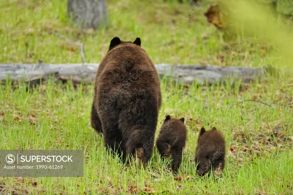American Black bear Ursus americanus Mother and cubs