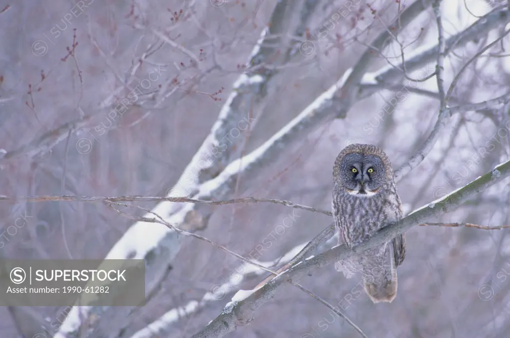 Great Gray Owl Strix nebulosa Adult, Ontario, Canada.