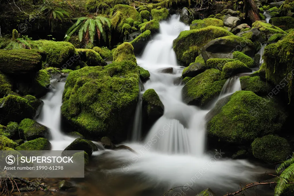 Waterfalls and mossy cascades in a stream along the trail to Sol Duc Falls, Olympic National Park, Washington, USA