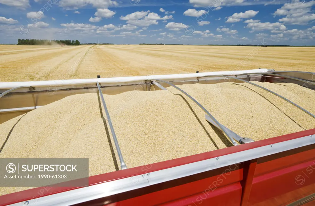 barley in farm truck during the harvest, near Dugald, Manitoba, Canada
