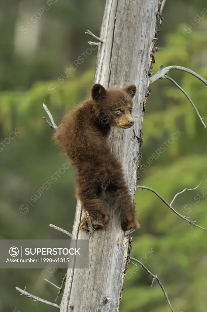 American Black bear Ursus americanus Young cub in the safety of a dead snag