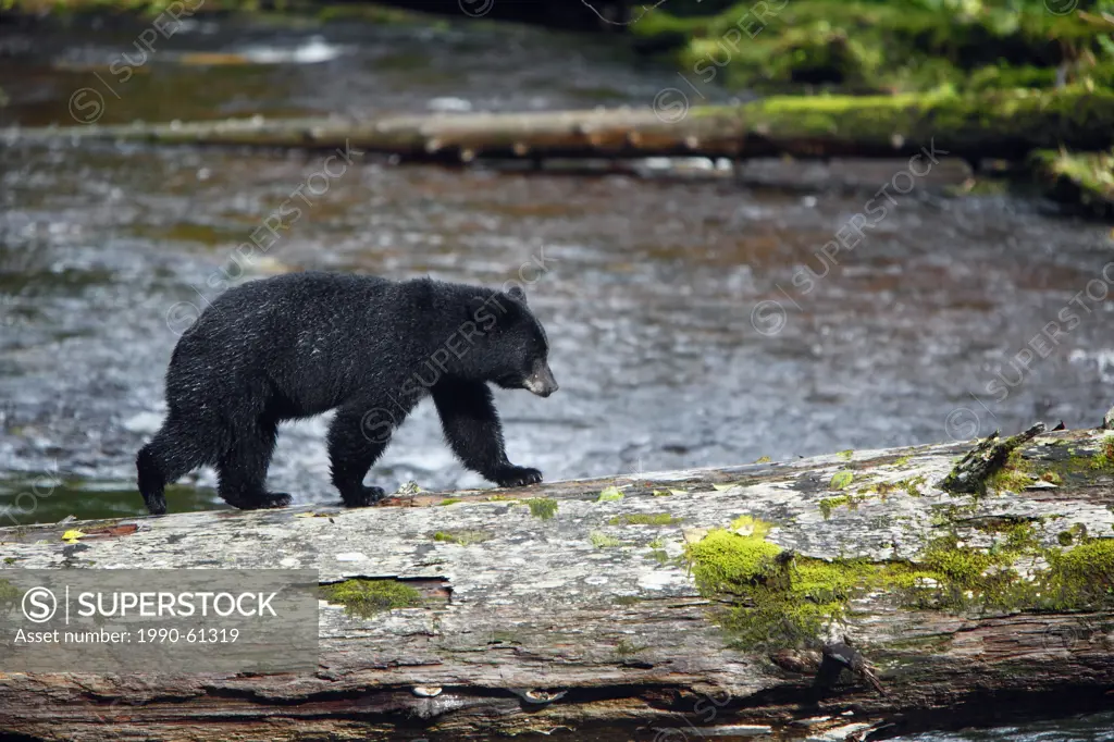 Black bear Ursus americanus in the great bear rainforest, British Columbia, Canada