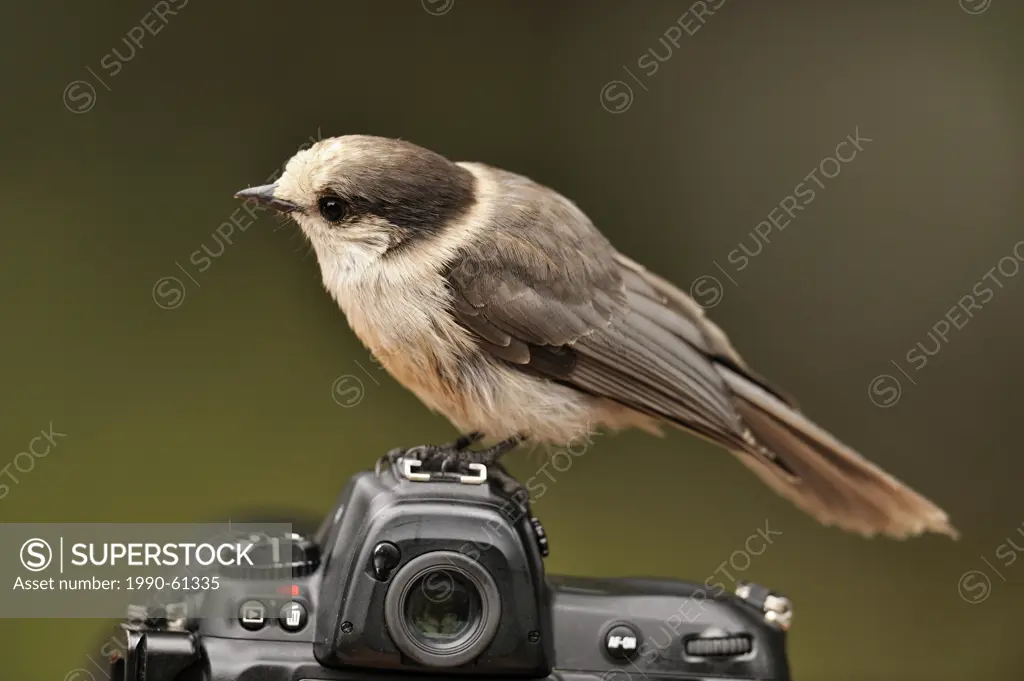 Gray jay Perisoreus canadensis Perched on a Nikon camera