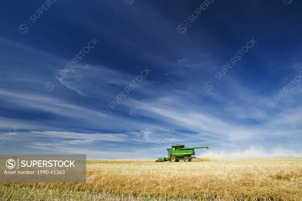 a combine harvester works in a canola field, near Kamsack, Saskatchewan, Canada
