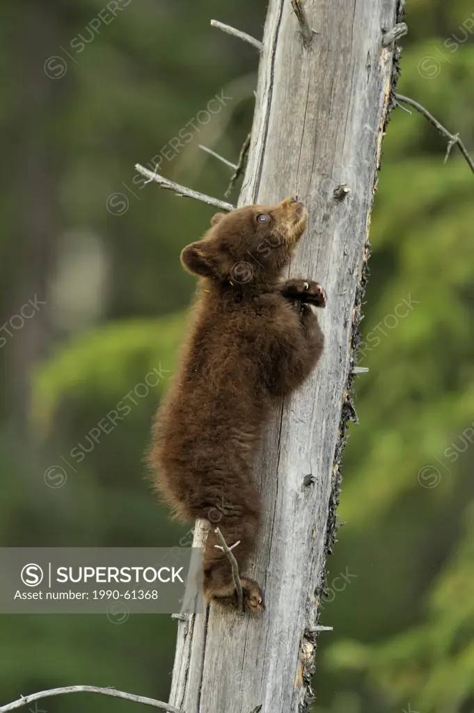 American Black bear Ursus americanus Young cub in the safety of a dead snag