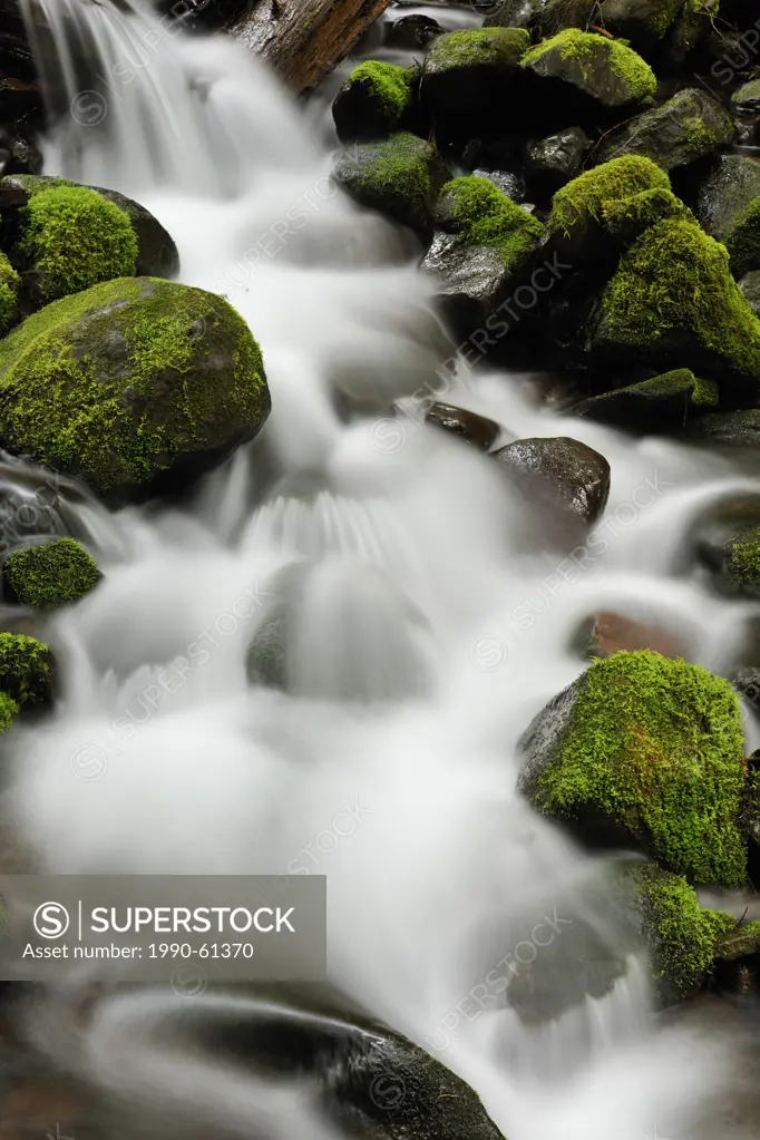 Waterfalls and mossy cascades in a stream along the trail to Sol Duc Falls, Olympic National Park, Washington, USA